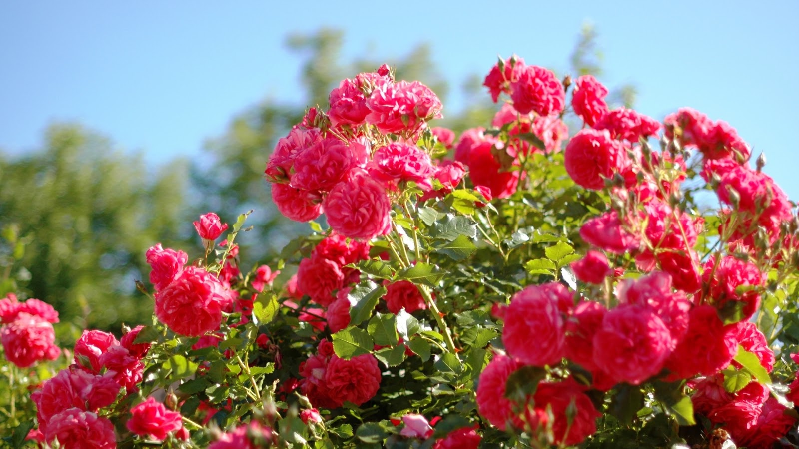 Rose Flower Garden Wallpaper